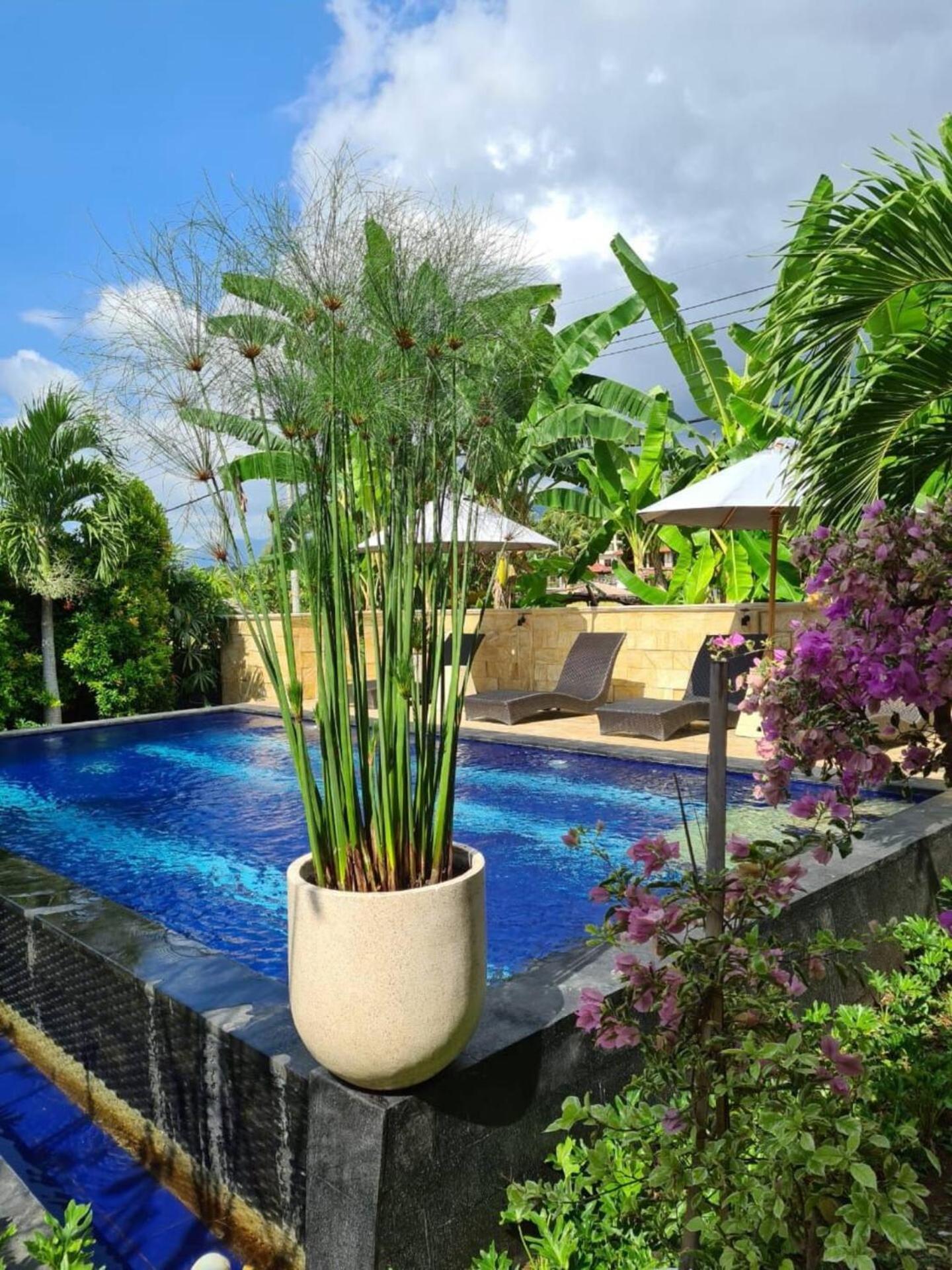 Villa Aurora Lovina 외부 사진